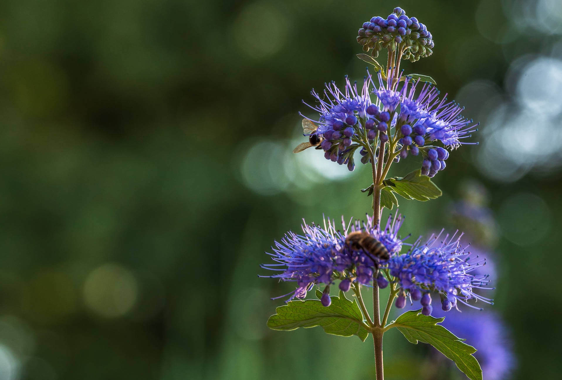 Bartblume (Caryopteris)