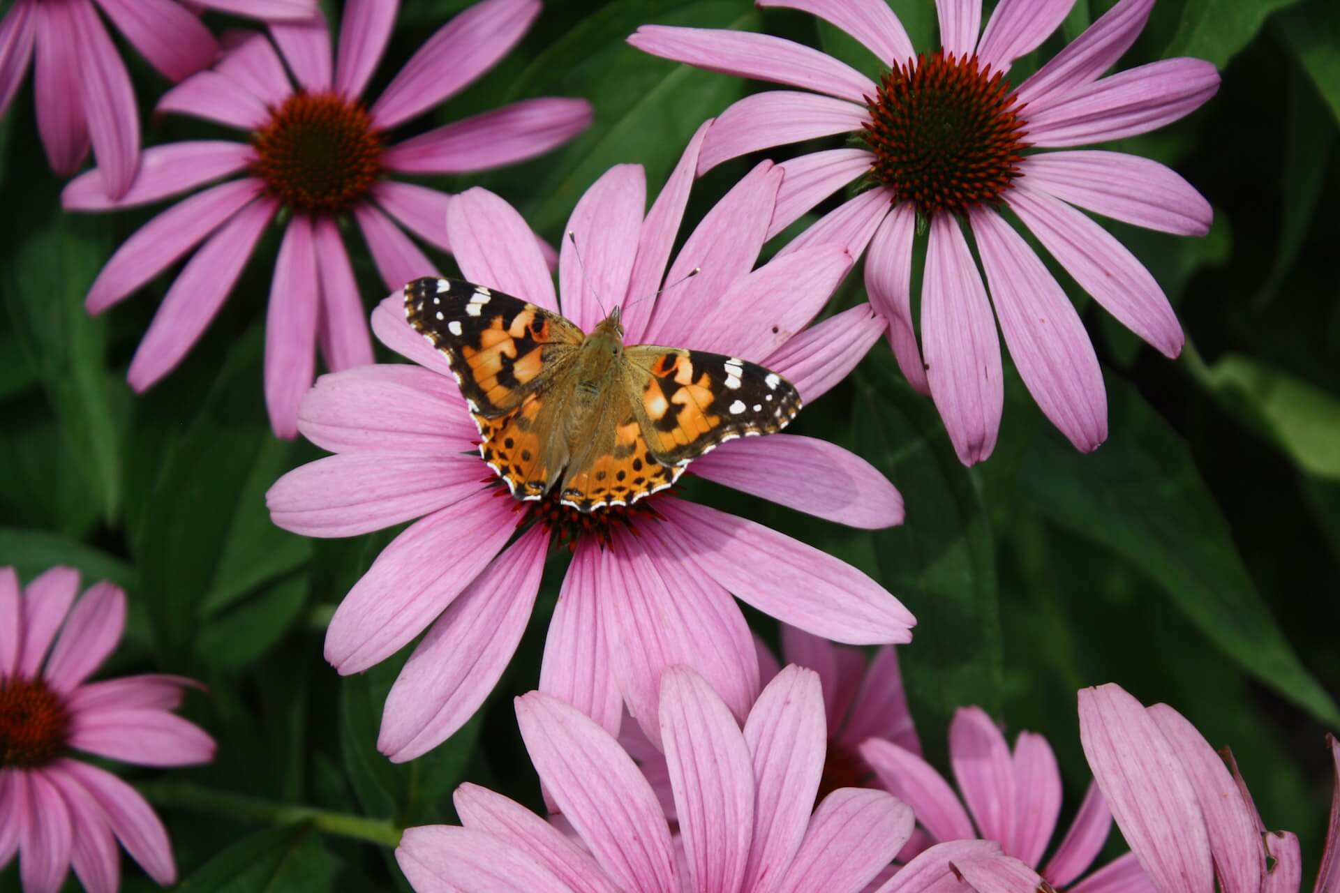 Roter Sonnenhut (Echinacea purpurea) mit einem Schmetterling