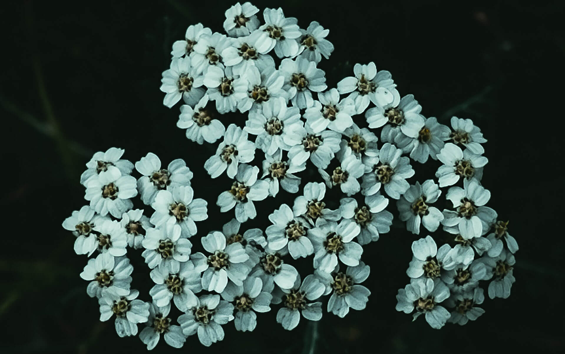 Schafgarbe (Achillea)